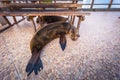 Galapagos Islands - August 23, 2017: Sealions in the harbor of Puerto Ayora in Santa Cruz Island, Galapagos Islands, Ecuador Royalty Free Stock Photo