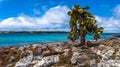 Galapagos Islands - August 24, 2017: Sealions in Plaza Sur island, Galapagos Islands, Ecuador Royalty Free Stock Photo