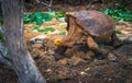 Galapagos Islands - August 23, 2017: Super Diego, the giant Tortoise in the Darwin Research Center in Santa Cruz Island, Galapagos