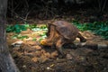 Galapagos Islands - August 23, 2017: Super Diego, the giant Tortoise in the Darwin Research Center in Santa Cruz Island, Galapagos