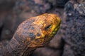 Galapagos Islands - August 23, 2017: Super Diego, the giant Tortoise in the Darwin Research Center in Santa Cruz Island, Galapagos