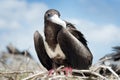 Galapagos Islands