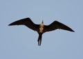 Galapagos Islands Royalty Free Stock Photo