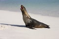 Galapagos Islands - Galapagos Sea Lion