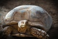 Galapagos Islands. Galapagos tortoise. Big turtle. Ecuador Royalty Free Stock Photo
