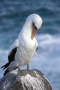 Galapagos Islands - Nazca or Masked Booby