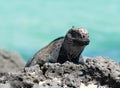 Galapagos Islands Sea Iguana Royalty Free Stock Photo