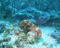 Galapagos Islands seahorse at 50 foot depth