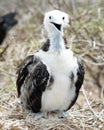 Galapagos Islands