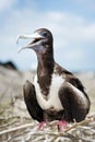 Galapagos Islands