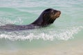 Galapagos Islands Wildlife with Sea Lions