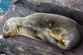 Galapagos Juvenile Sea Lion Sleaping Royalty Free Stock Photo