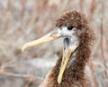 Galapagos Juvenile Wavy Albatross with Beak Open