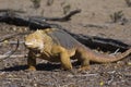 Galapagos Land Iguana