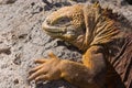 Galapagos Land Iguana Royalty Free Stock Photo