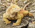 Galapagos Land Iguana