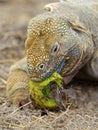 Galapagos land iguana