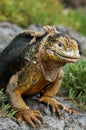 Galapagos Land Iguana Royalty Free Stock Photo