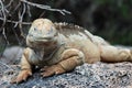 Galapagos Land Iguana Royalty Free Stock Photo