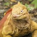 Galapagos Land Iguana Close-Up