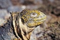 Galapagos land iguana, Galapagos Islands, Ecuador