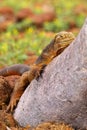 Galapagos Land Iguana lying on a tree trunk on North Seymour isl