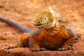 Galapagos Land Iguana on North Seymour island, Galapagos National Park, Ecuador Royalty Free Stock Photo