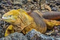 Galapagos land iguana, Santa Cruz island, Ecuador Royalty Free Stock Photo