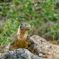 A Galapagos land iguana sunbathing on Plaza Sur Island Royalty Free Stock Photo