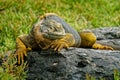 A Galapagos land iguana sunbathing on Plaza Sur Island Royalty Free Stock Photo