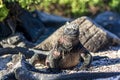 Galapagos Land Iguana walking in the sand Royalty Free Stock Photo