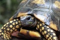 Galapagos land turtle