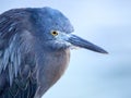 Galapagos lava heron, Butorides sundevalli, Santa Cruz, Galapagos, Ecuador.