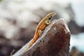 Galapagos Lava Lizard