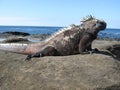 Galapagos Lava Lizard