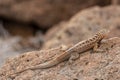 Galapagos Lava Lizard Microlophus albemarlensis in Galapagos I