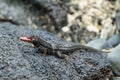 Galapagos Lava Lizard (Microlophus albemarlensis)