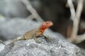 Galapagos Lava Lizard (Microlophus albemarlensis)