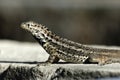 Galapagos Lizard