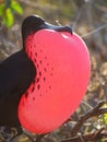 Galapagos magnificent frigatebird Fregata magnificens Royalty Free Stock Photo