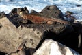 Galapagos marine iguana Royalty Free Stock Photo