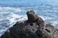 Galapagos marine iguana Royalty Free Stock Photo