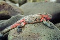 Galapagos marine iguana Royalty Free Stock Photo