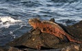 Galapagos marine iguana 2007 Royalty Free Stock Photo