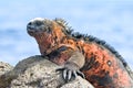 Galapagos marine iguana