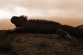 Galapagos Marine Iguana Royalty Free Stock Photo