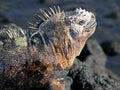 Galapagos marine iguana Royalty Free Stock Photo