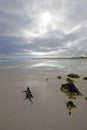 Galapagos marine Iguana