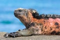 Galapagos marine iguana