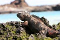 Galapagos Marine Iguana Royalty Free Stock Photo